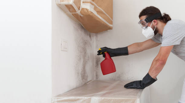 Professional Mold Removal technician working in Spring, TX