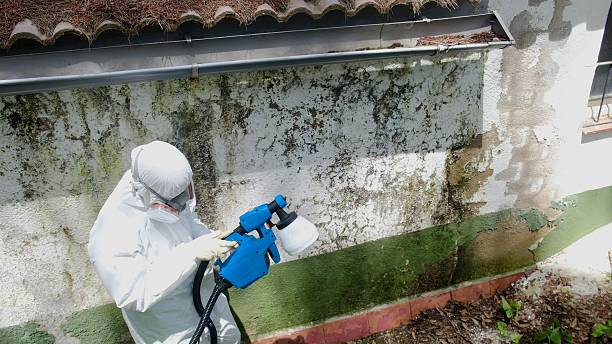 Top rated local Mold Removal specialists in Spring, TX